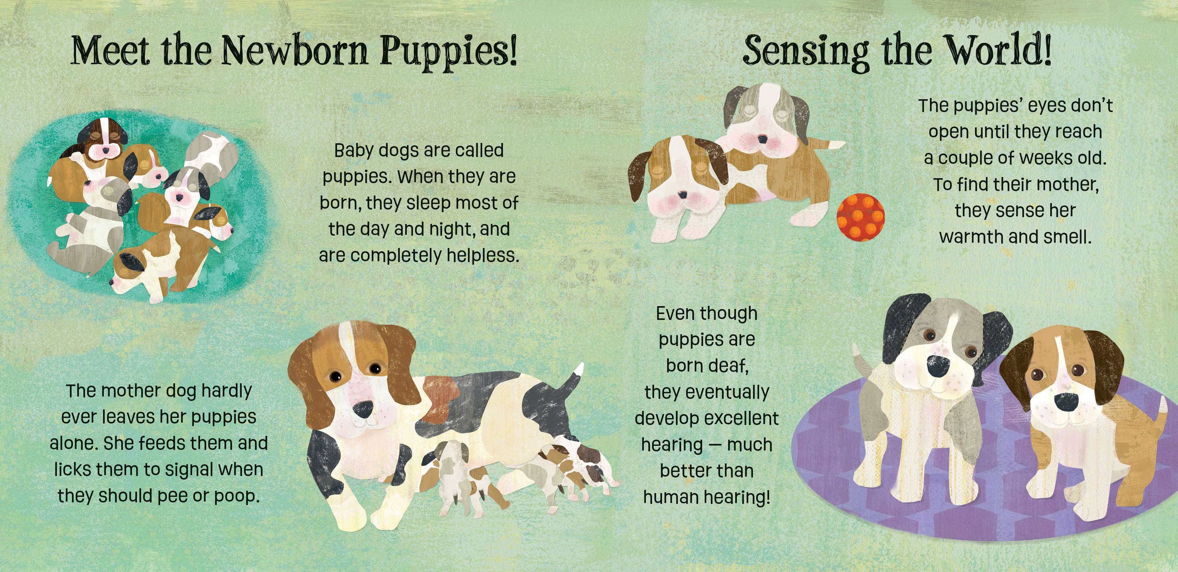 Baby Animals: Puppies Know & Grow